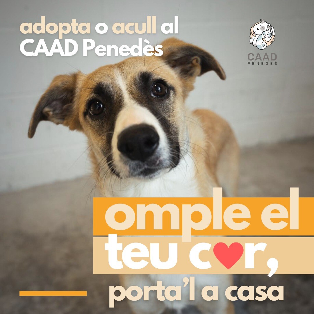 L’Ajuntament de Sitges dona suport a la campanya d’adopció d’animals de companyia “Omple el teu cor, porta’l a casa”