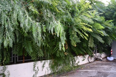 Manca de poda i manteniment de la vegetació i males herbes a les zones adjacents a les vies, especialment al carrer Pompeu Fabra 2.JPG
