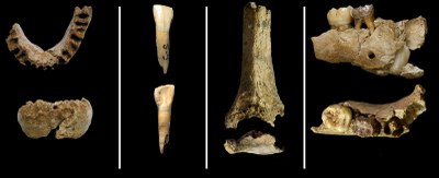 Mandíbula,  de Neandertal  adult, dent inicisiva, húmer i mandíbula d'un infant (Foto J. Daura i M. Sanz).jpeg