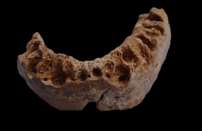 Mandíbula de Neandertal (Foto J. Daura i M. Sanz).jpeg