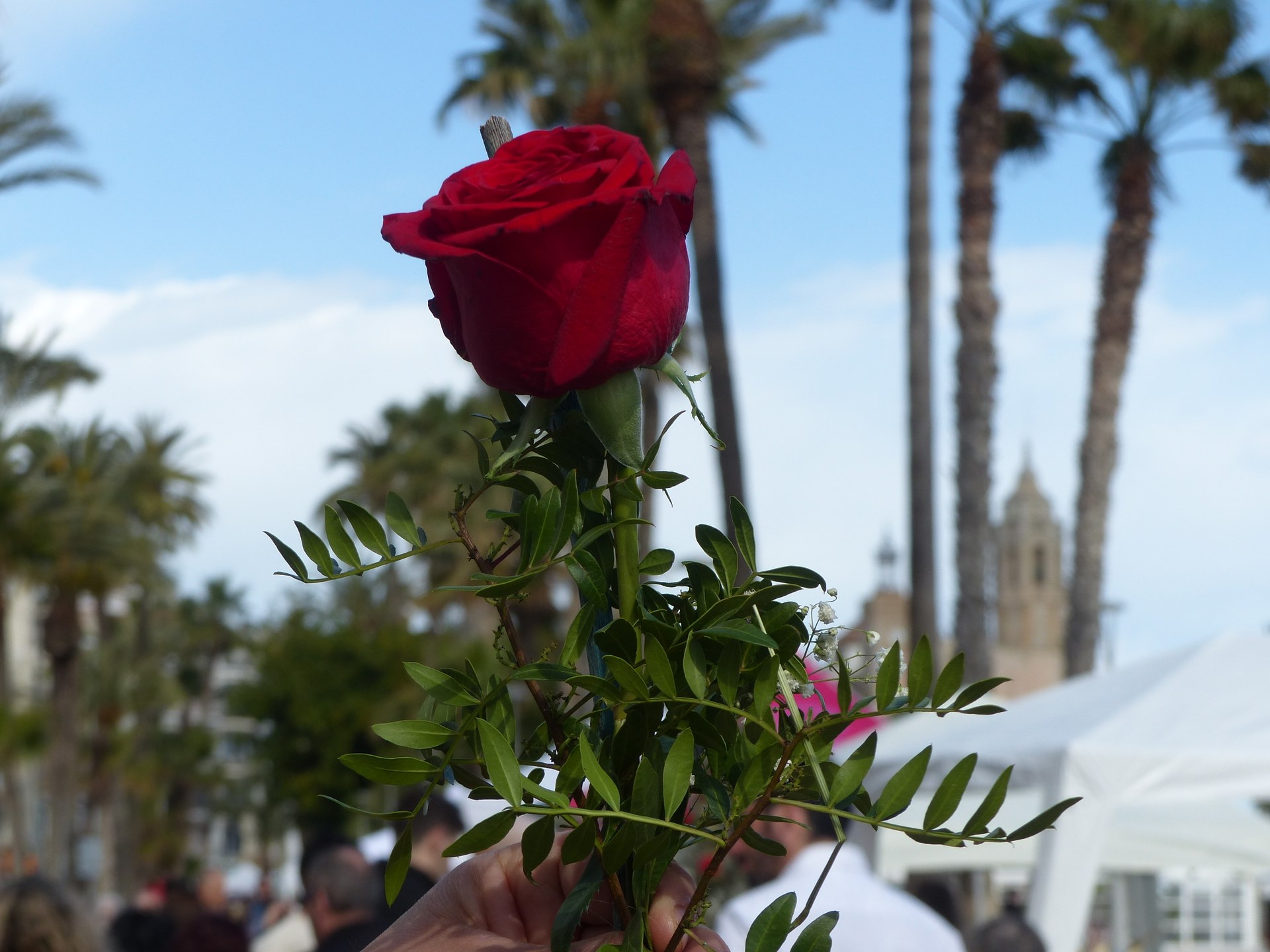 Guia de Sant Jordi 2025 a Sitges
