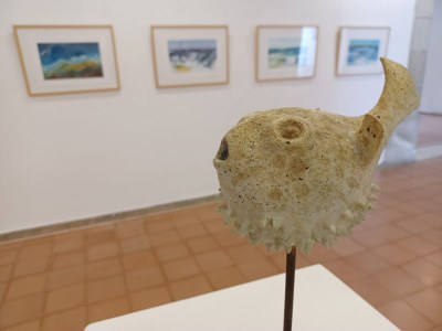 peix globus (i pintures de fons).jpeg