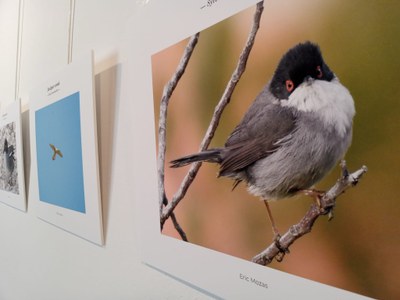 Exposició -Els ocells de Sitges .jpeg