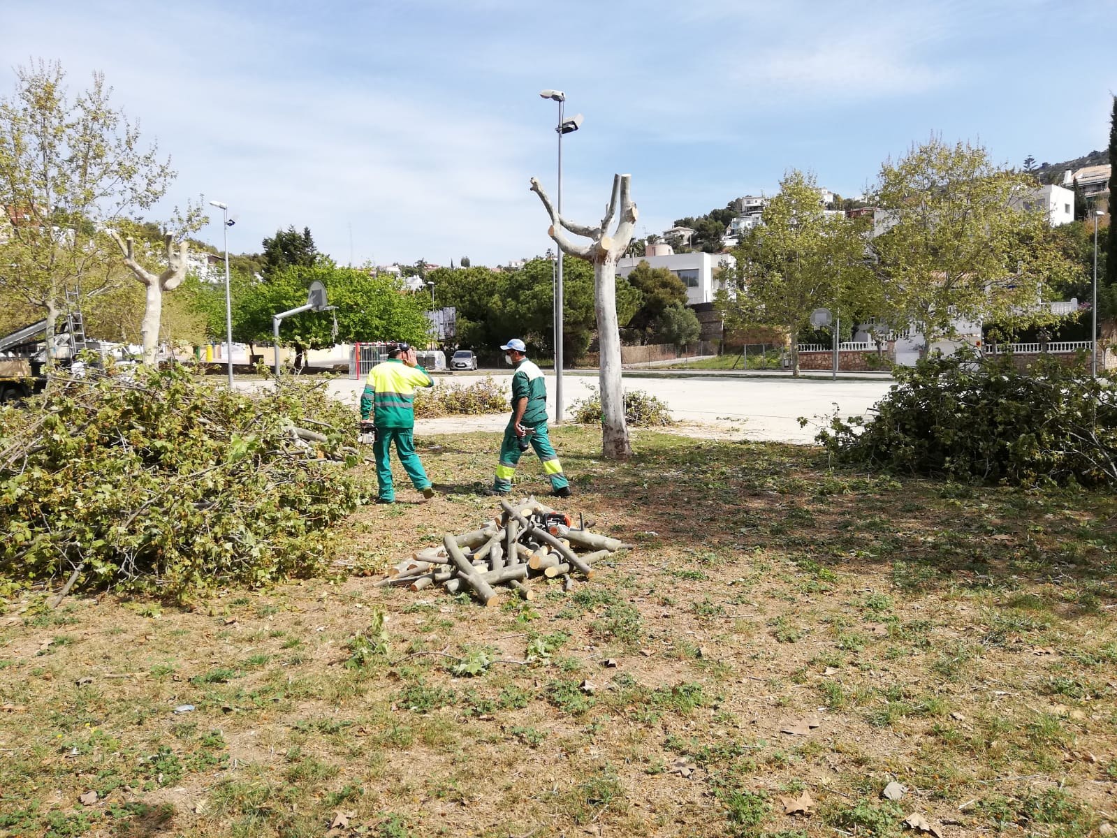 L’Ajuntament s’encarrega durant aquests dies de preparar el terreny i fer la poda dels arbres de la zona per poder ser trasplantats