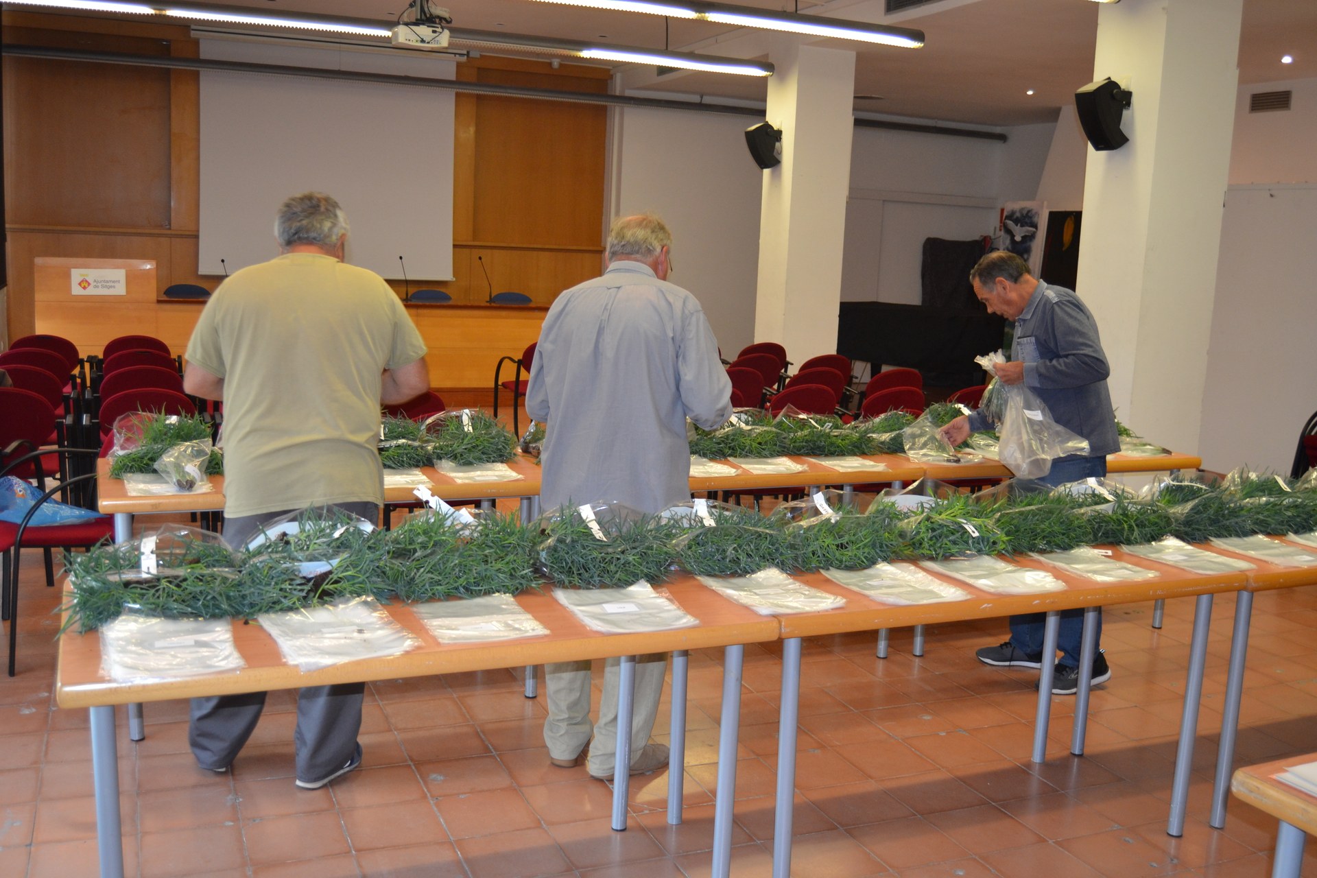 La Comissió de Corpus distribueix 3.000 esqueixos de 30 varietats de clavells entre els participants de la 81a Exposició Nacional de Clavells