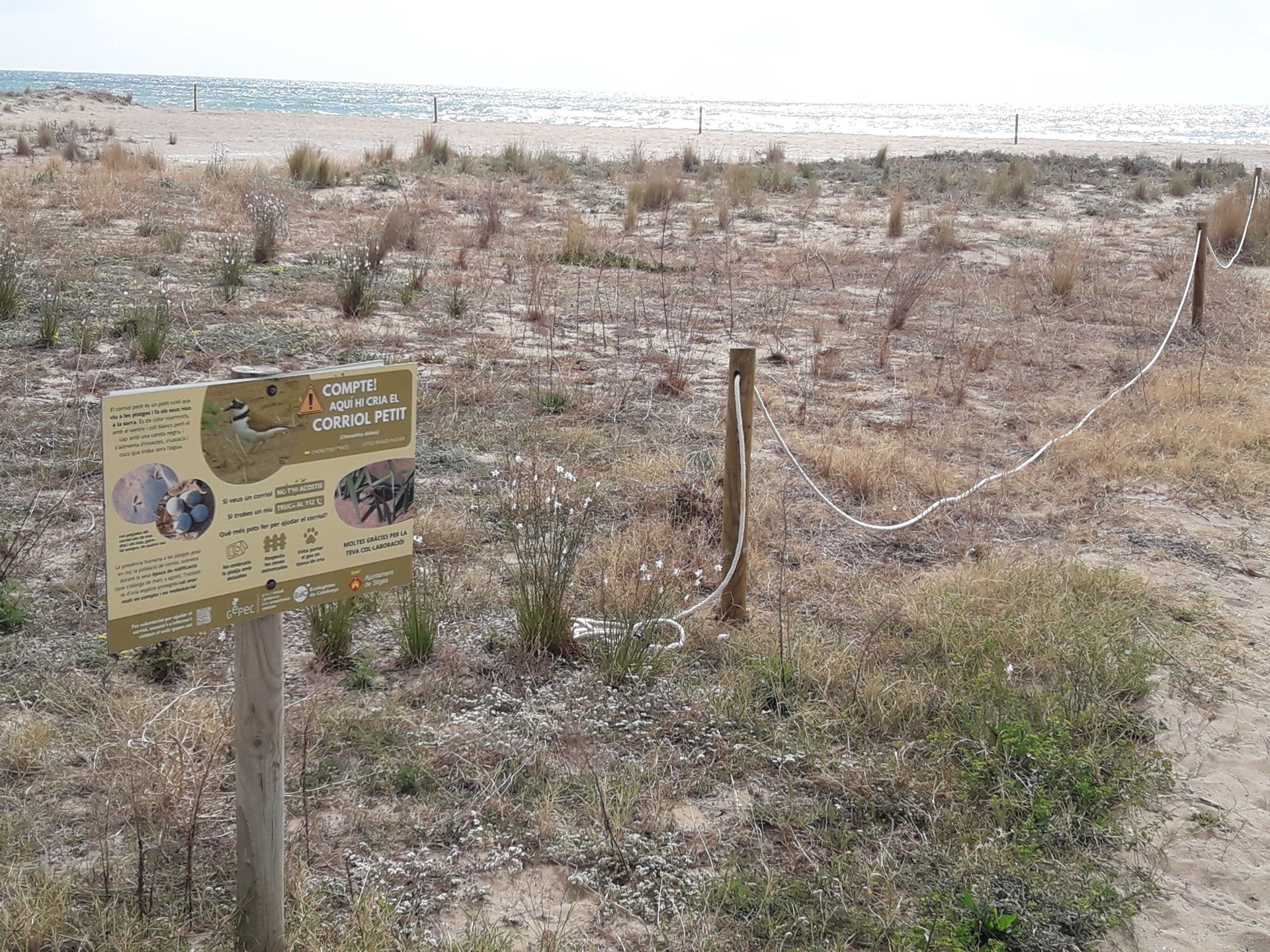 La platja de Les Botigues de Sitges recupera el tancat per protegir el corriol petit en la seva època de reproducció