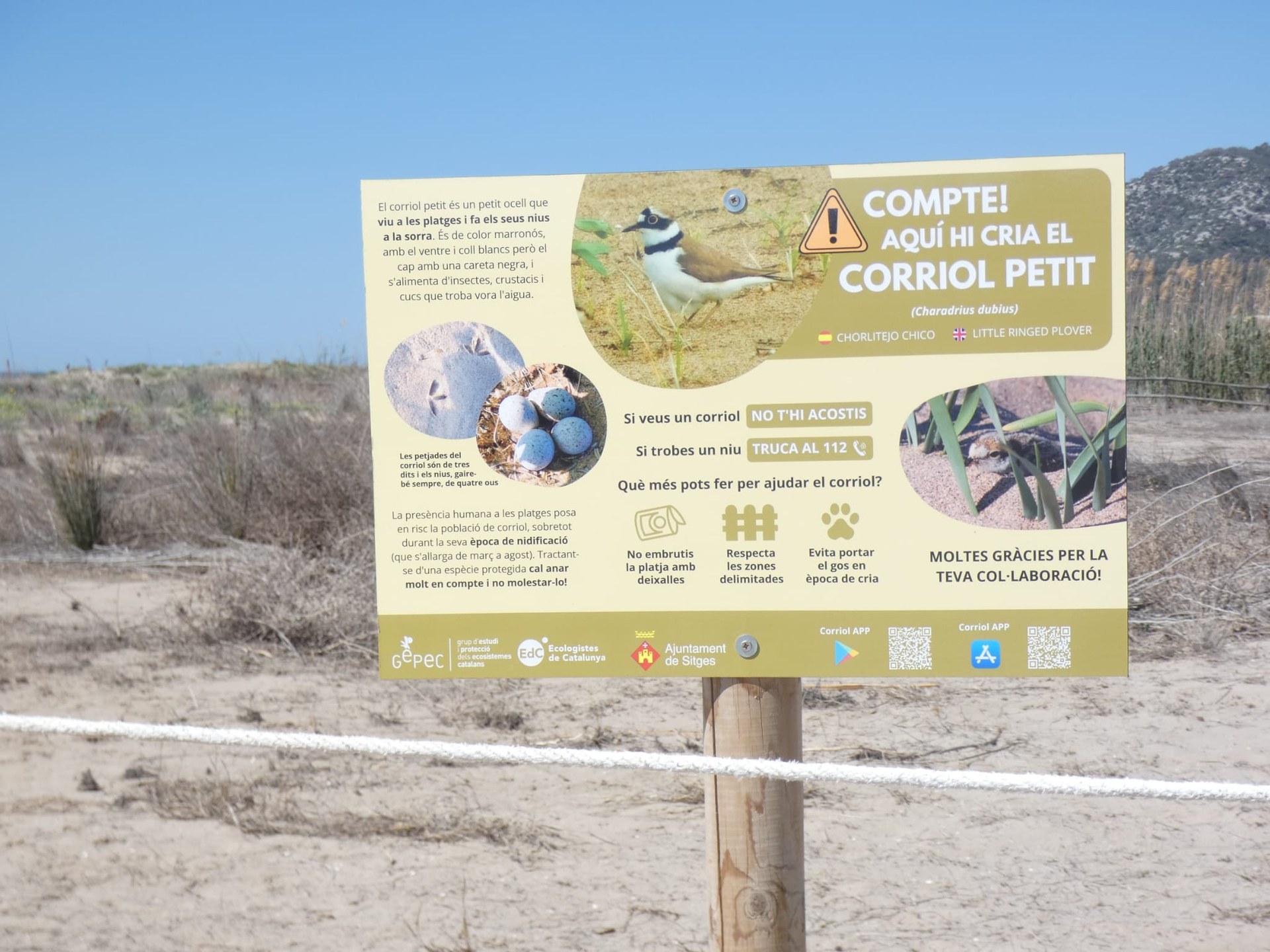 La platja de Les Botigues de Sitges torna a ser un espai protegit de nidificació del corriol petit