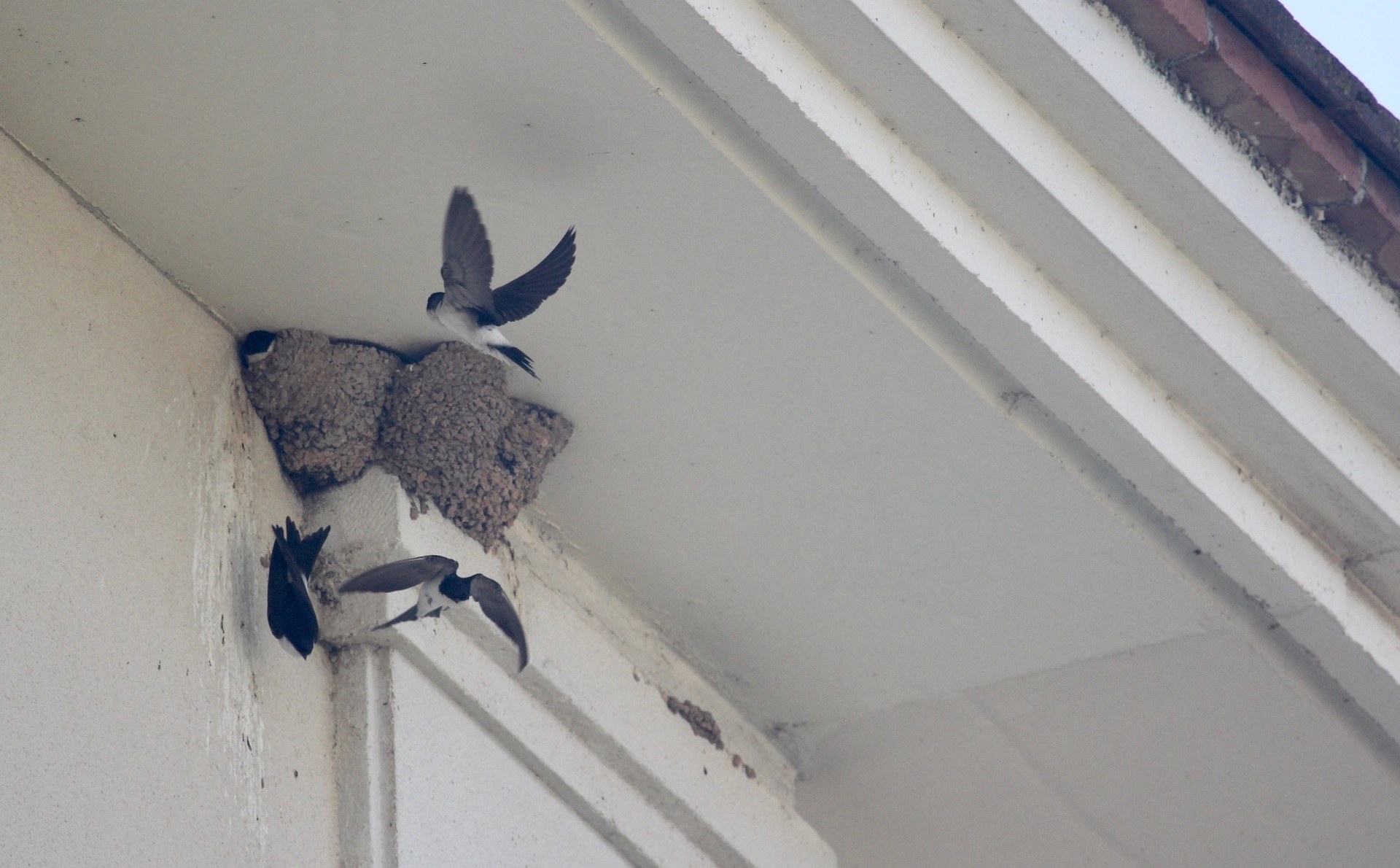 Niu d'orenetes a Sitges. Imatge: Biodiversitat Sitges