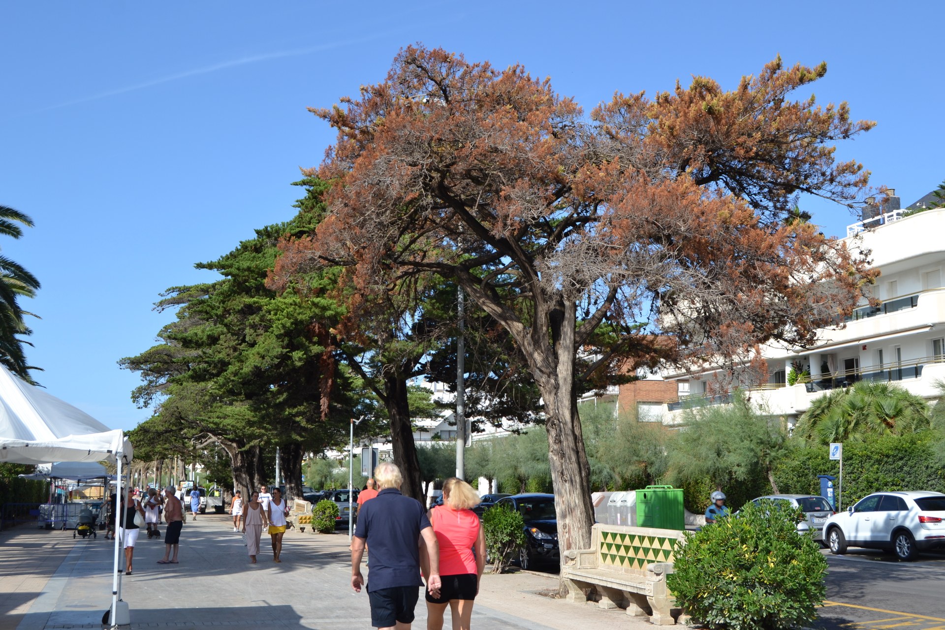 Un xiprer del passeig afectat greument per Seiridium es treurà urgentment pel risc de contagi