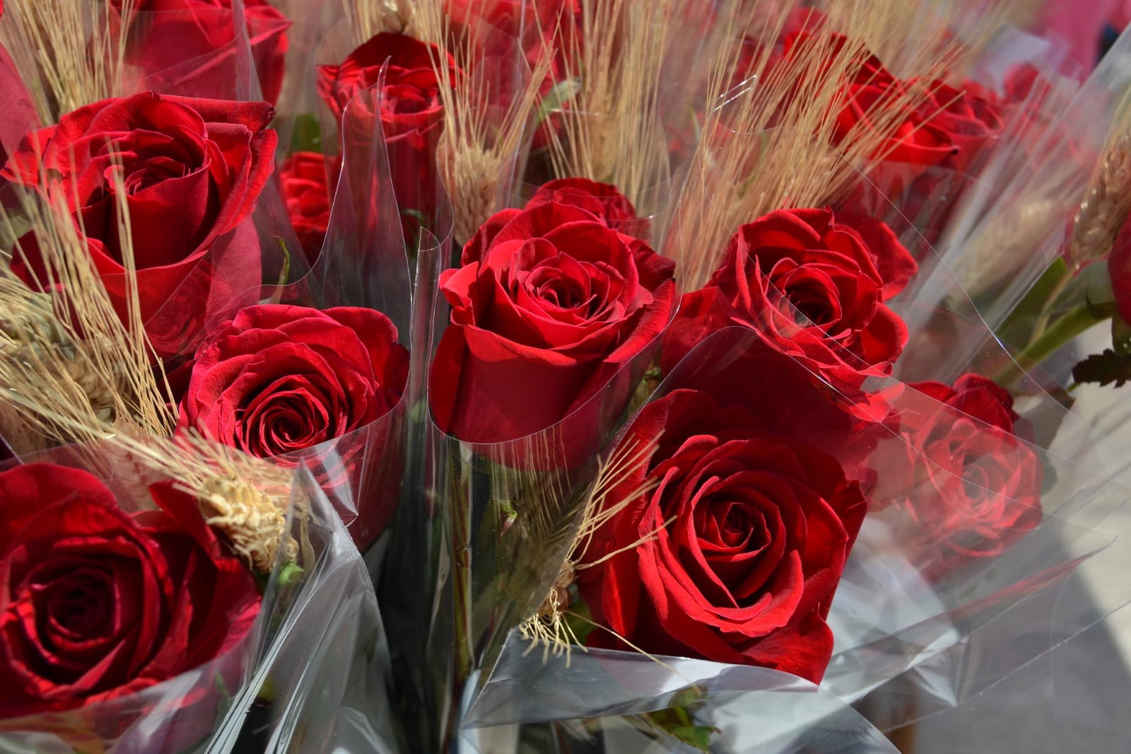 L’Ajuntament de Sitges promou una campanya per regalar roses i llibres aquest Sant Jordi 2020 atípic des del confinament