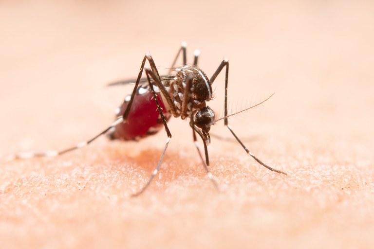 Mosquit Tigre