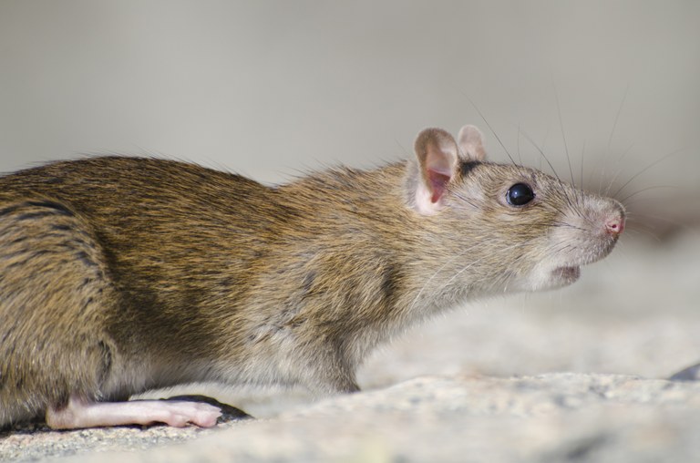 Múrids (rates i ratolins)